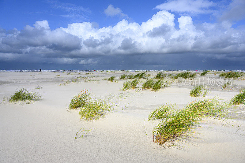 德国，Juist, Beach Oats (Ammophila)。